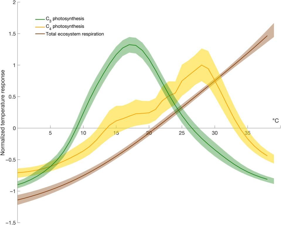 Photosynthetic curves for C3, C4 pathways, plus respiration