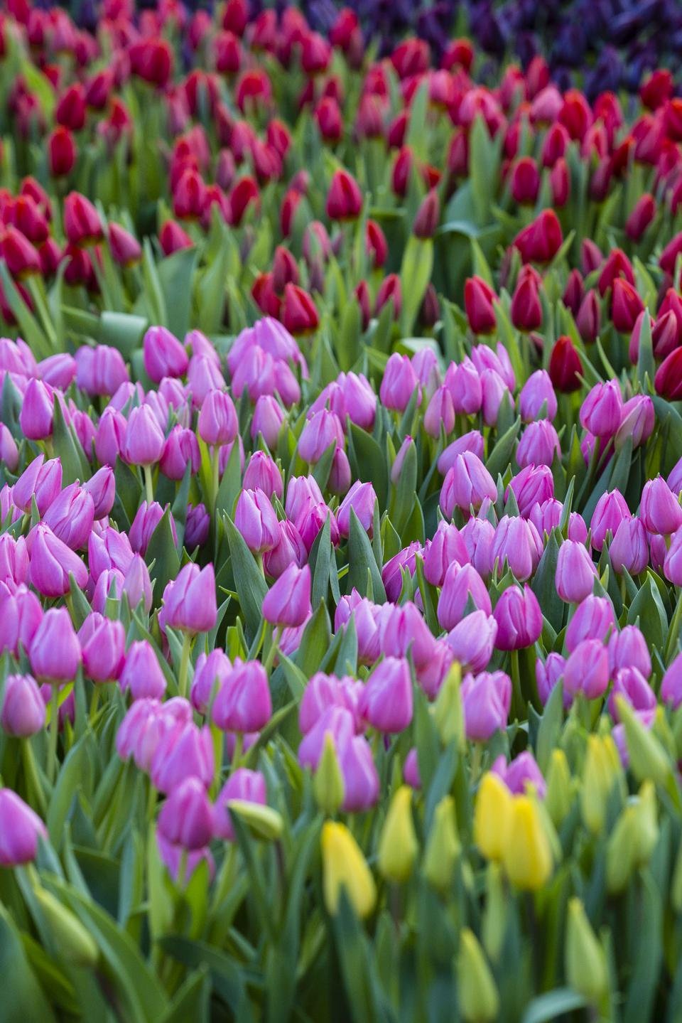 Dutch National Tulip Day Kicks Off Tulip Season 2015