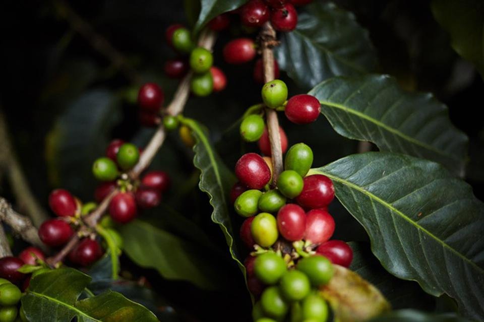 coffee cherries growing on coffee tree