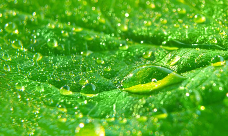 Green leaf with dew drops macro background.